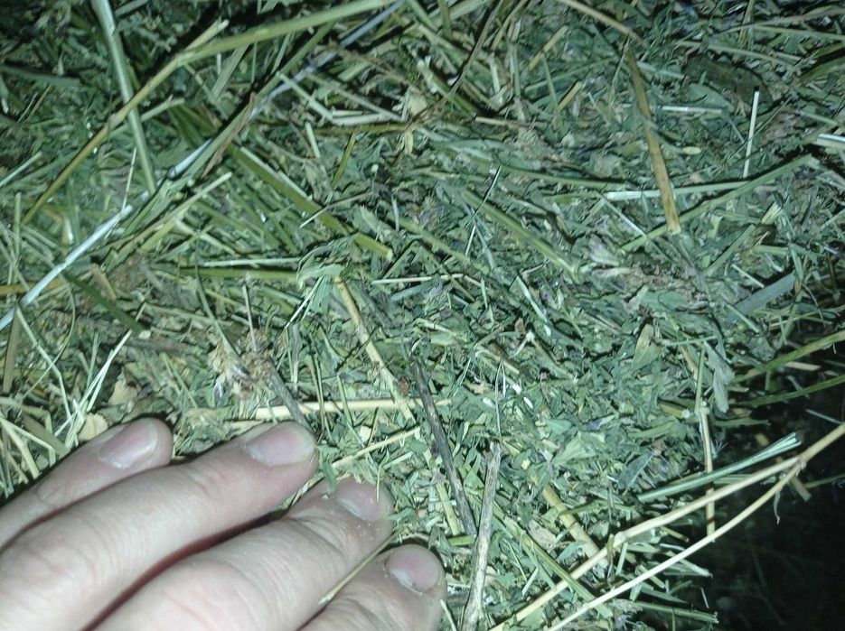 Siano Lucerna Słoma