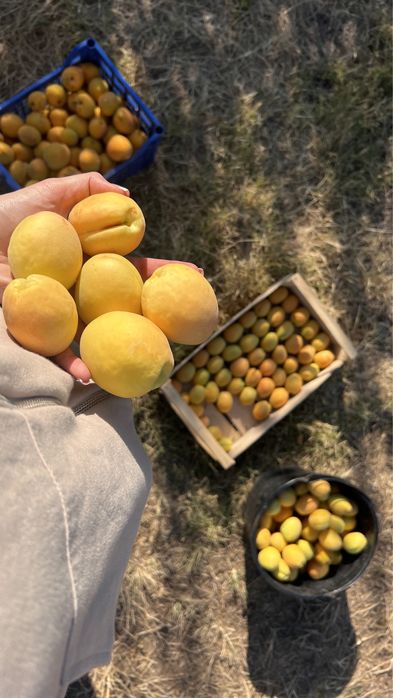 Саджанці / саженцы (персик, абрикос)