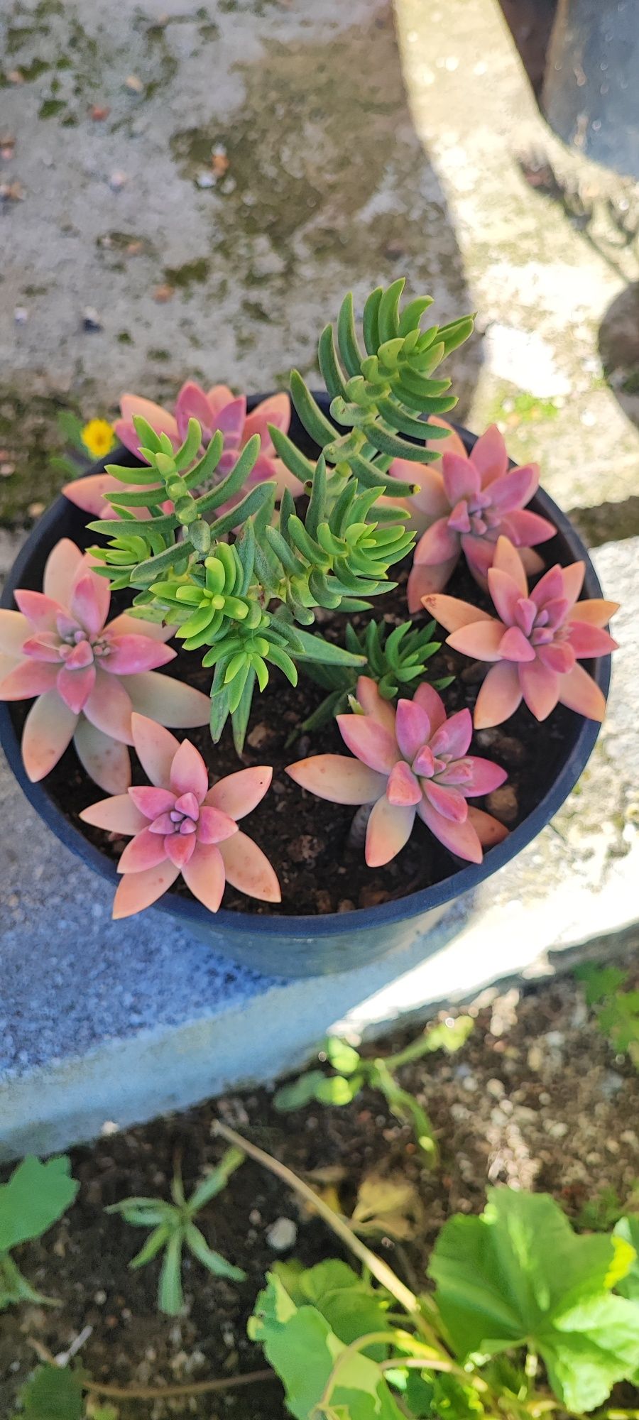Planta suculenta