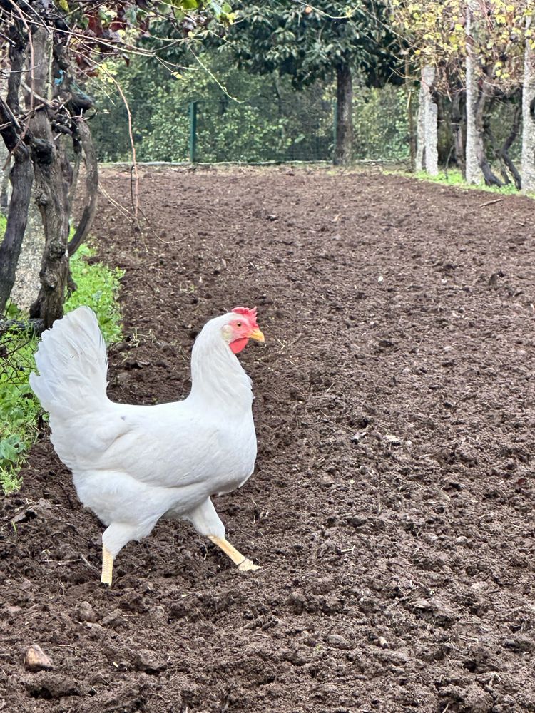 Ovos Leghorn Branca