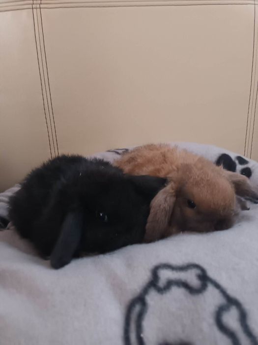 Mini lop króliczki miniaturki