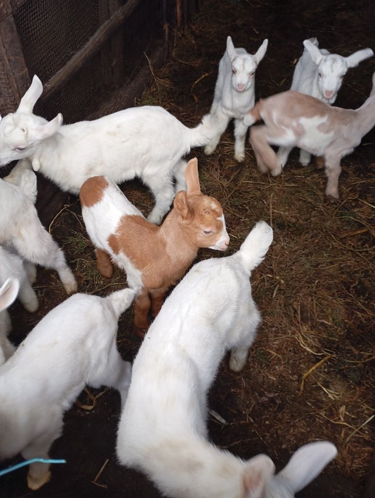 Cabritos e cabras variados