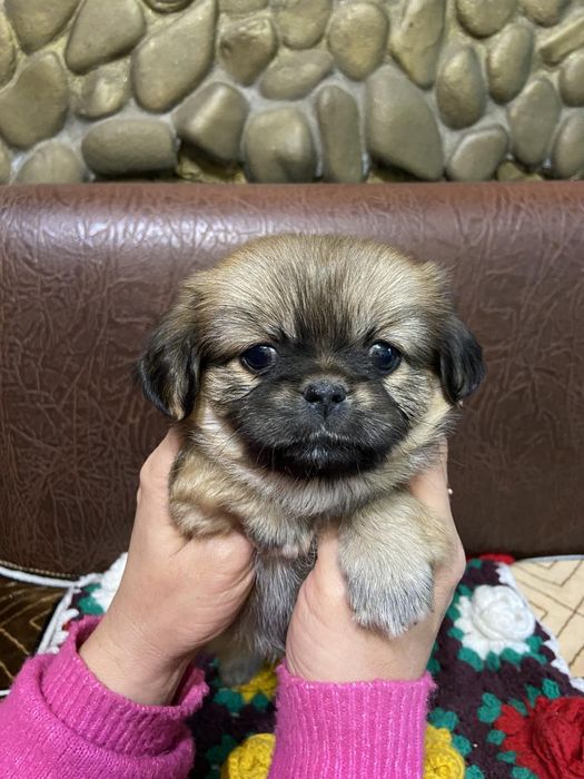 Продам пікінесики