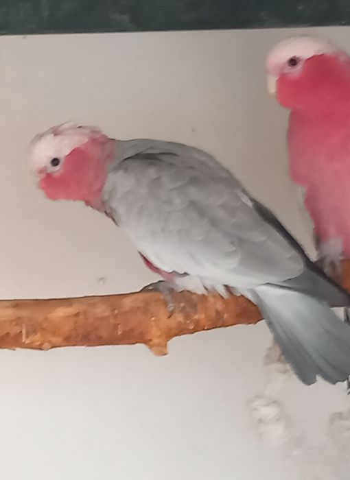 Catatua galah  Aestiva