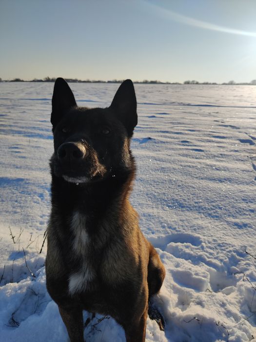 в'ЯЗКА З гарним мАЛІНУА