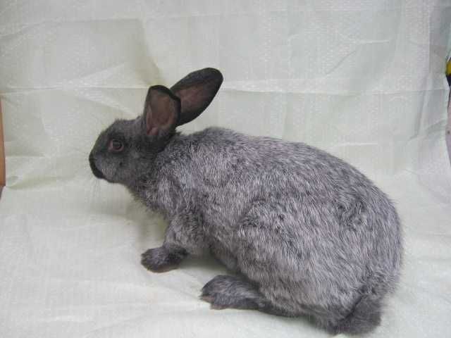 кролики полтавське срібло самці