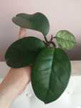 Hoya Fungii aktywnie rosnąca