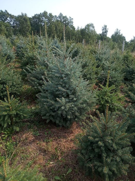 Świerk srebrny, jodła kaukaska, kalifornijska,tuje 3m, sadzimy,CHOINKI