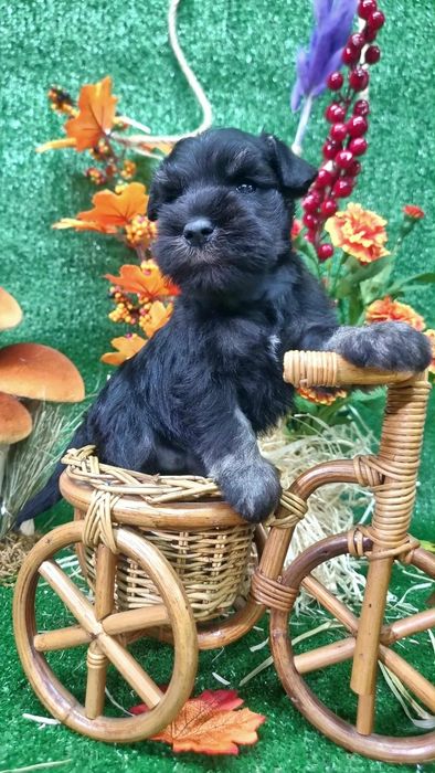 Цуценята цвергшнауцера