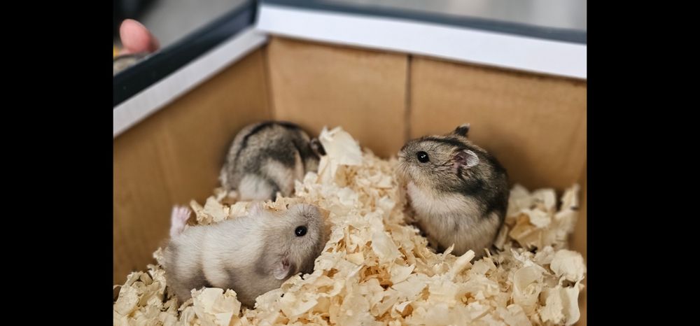 Chomiki dżungarskie miniaturki małe