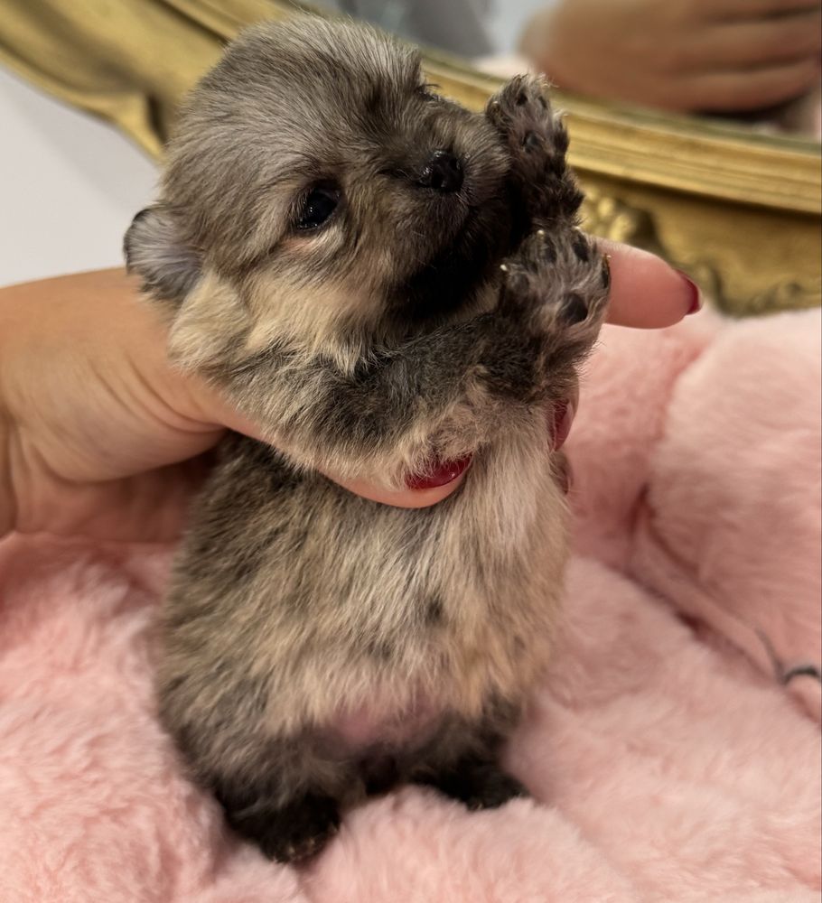 Szpic miniaturowy, pomeranian mini mini OFELIA