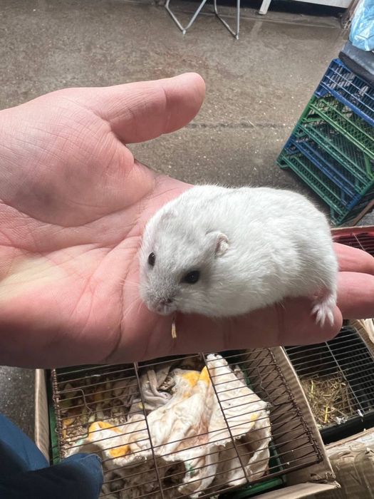 Пепельные и рыженькие Кролики Карликовые