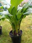Hosta funkia z własnego ogrodu odmiana wysoka
