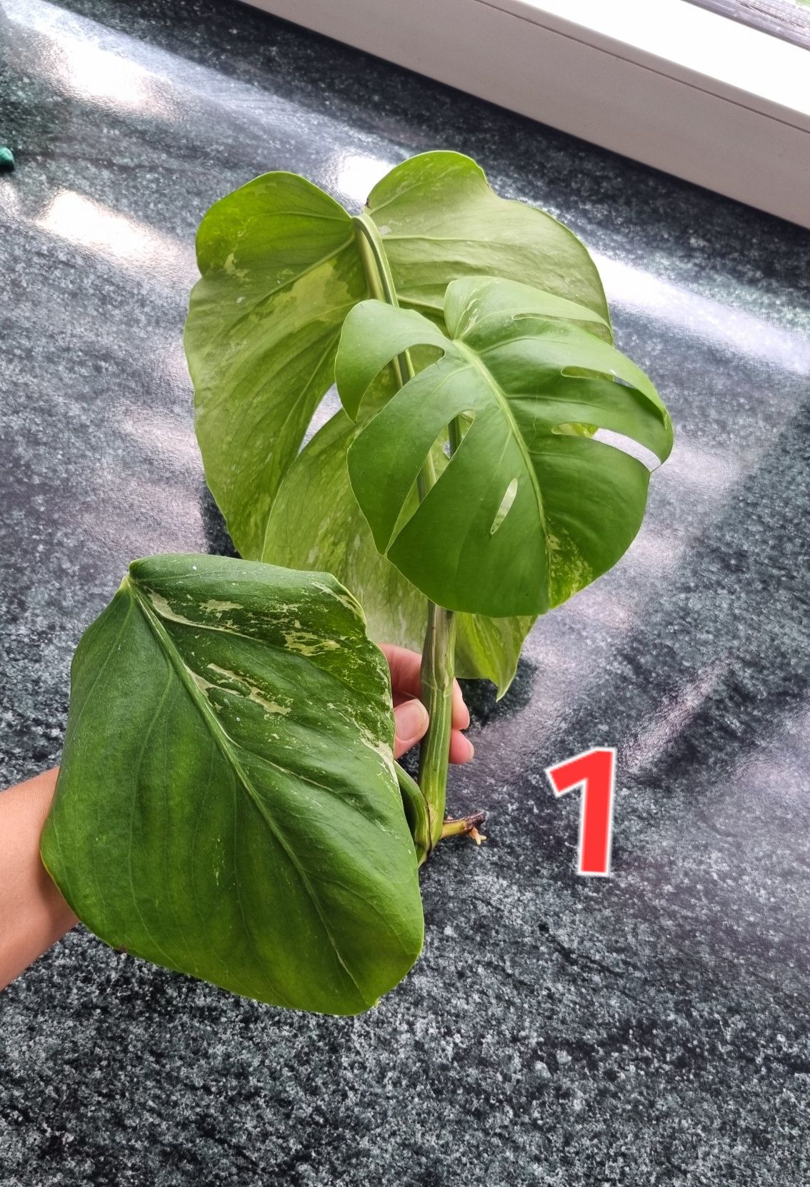 Kwiaty monstera variegata roślina doniczkowa