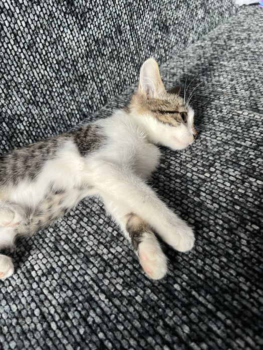 Віддаю котиків в добрі руки < 3