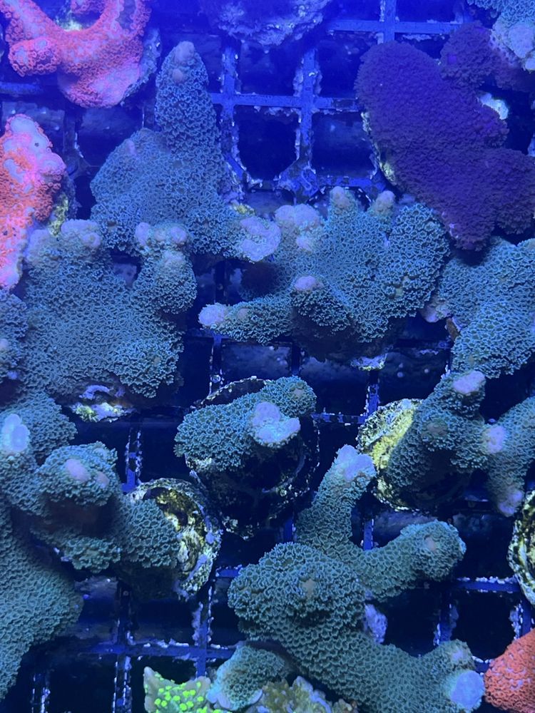 5 Montipora Stalowa Patyk Koralowiec Morski Sps Akwarium Morskie