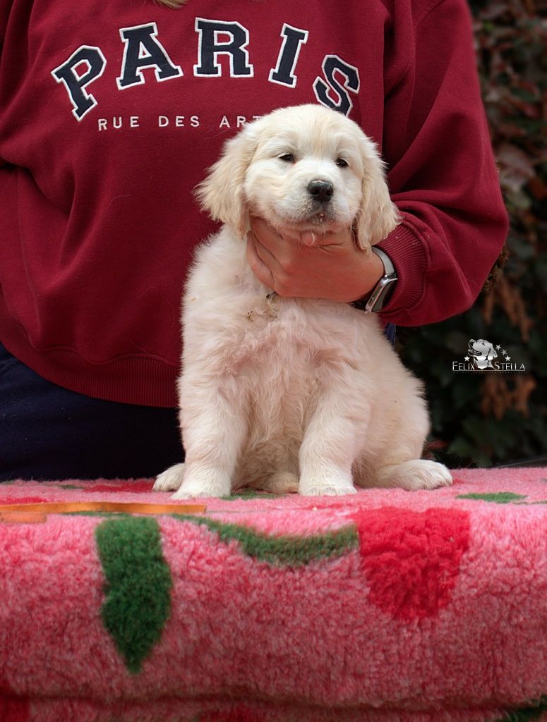 Golden retriever suczka ZkwP/FCI