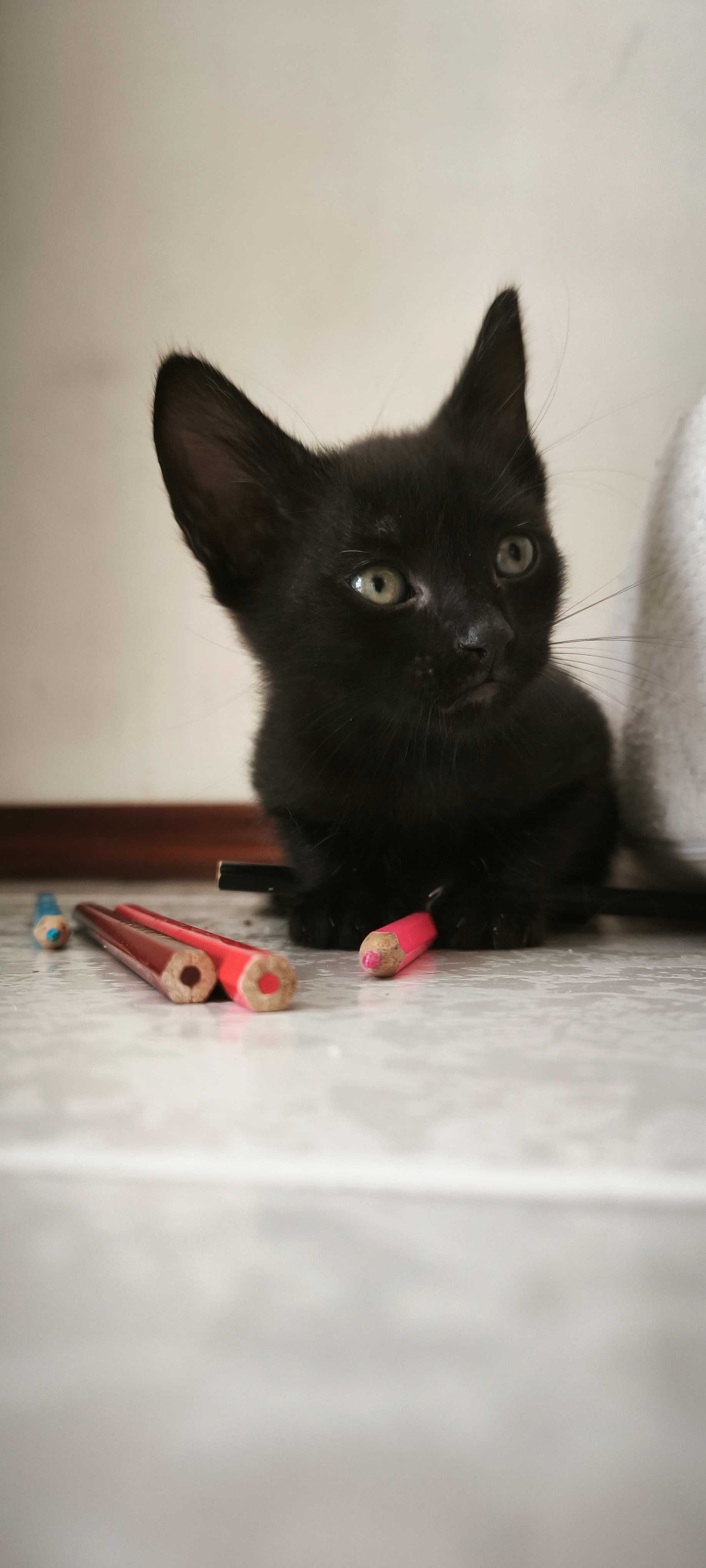 Gatinhos fofos para adoção
