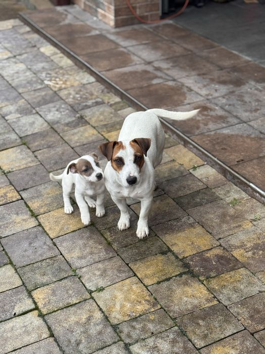 Джек Рассел дівчинка,чистокровноі породи