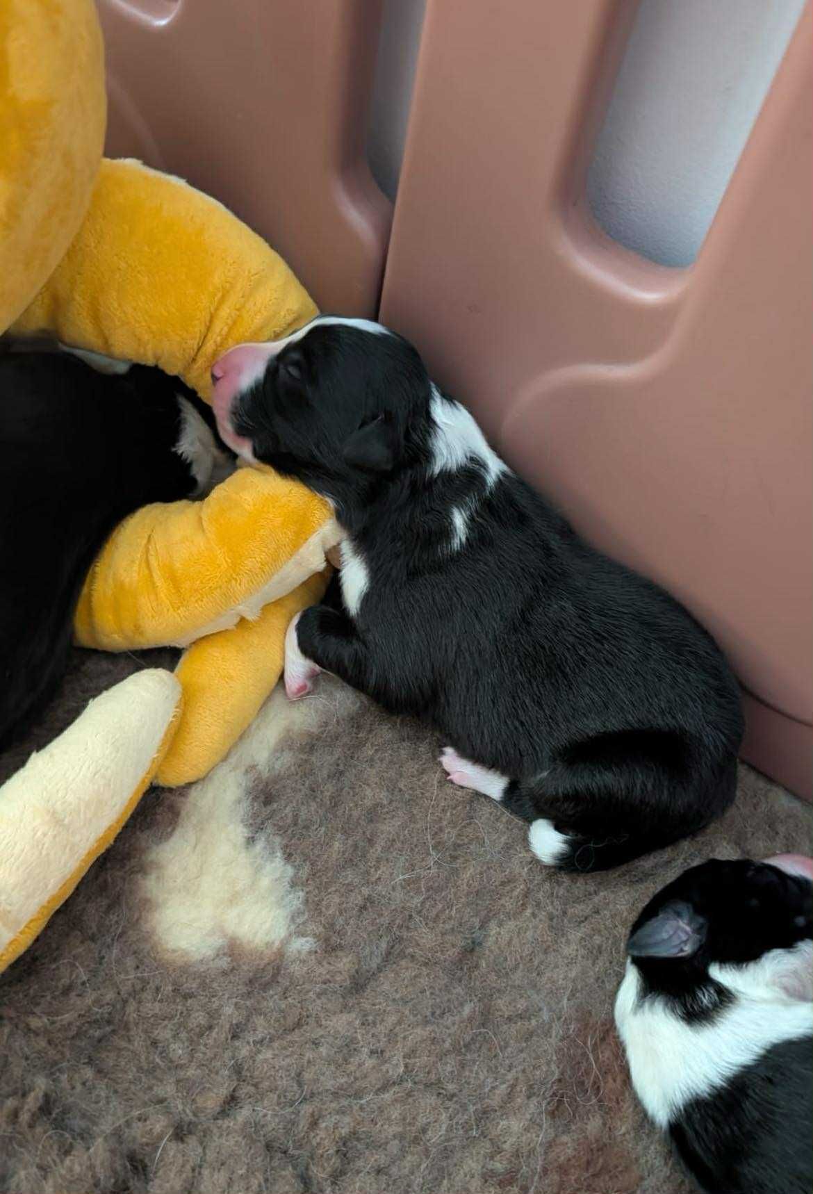 Border Collie ZKwP / FCI