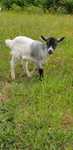 Casal cabras anãs