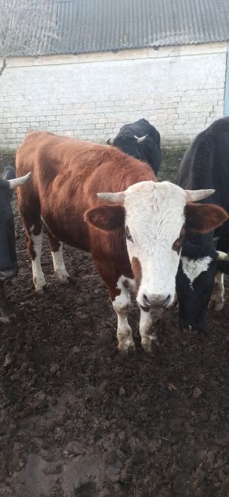 Продам тёлок живым весом на корову