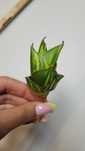 Sansevieria hybrid Tower varie