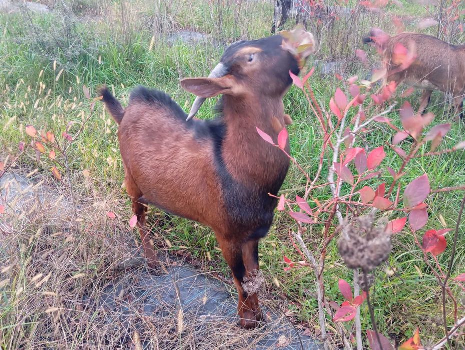 Cabrito bom macho reprodutor