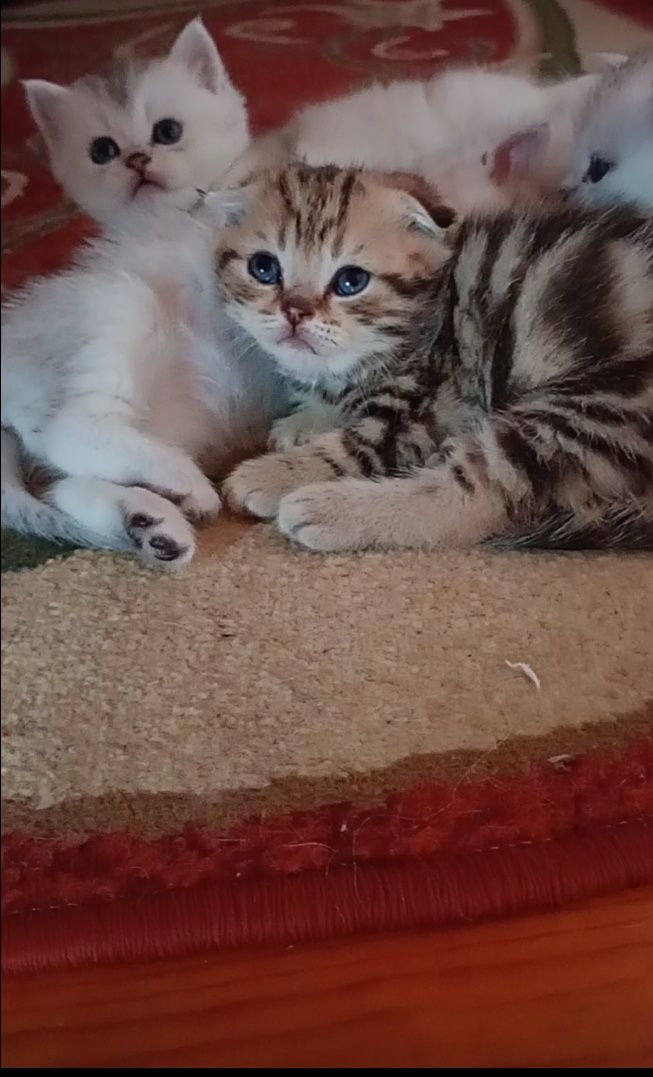 Скотіш фолд хлопчик таббі