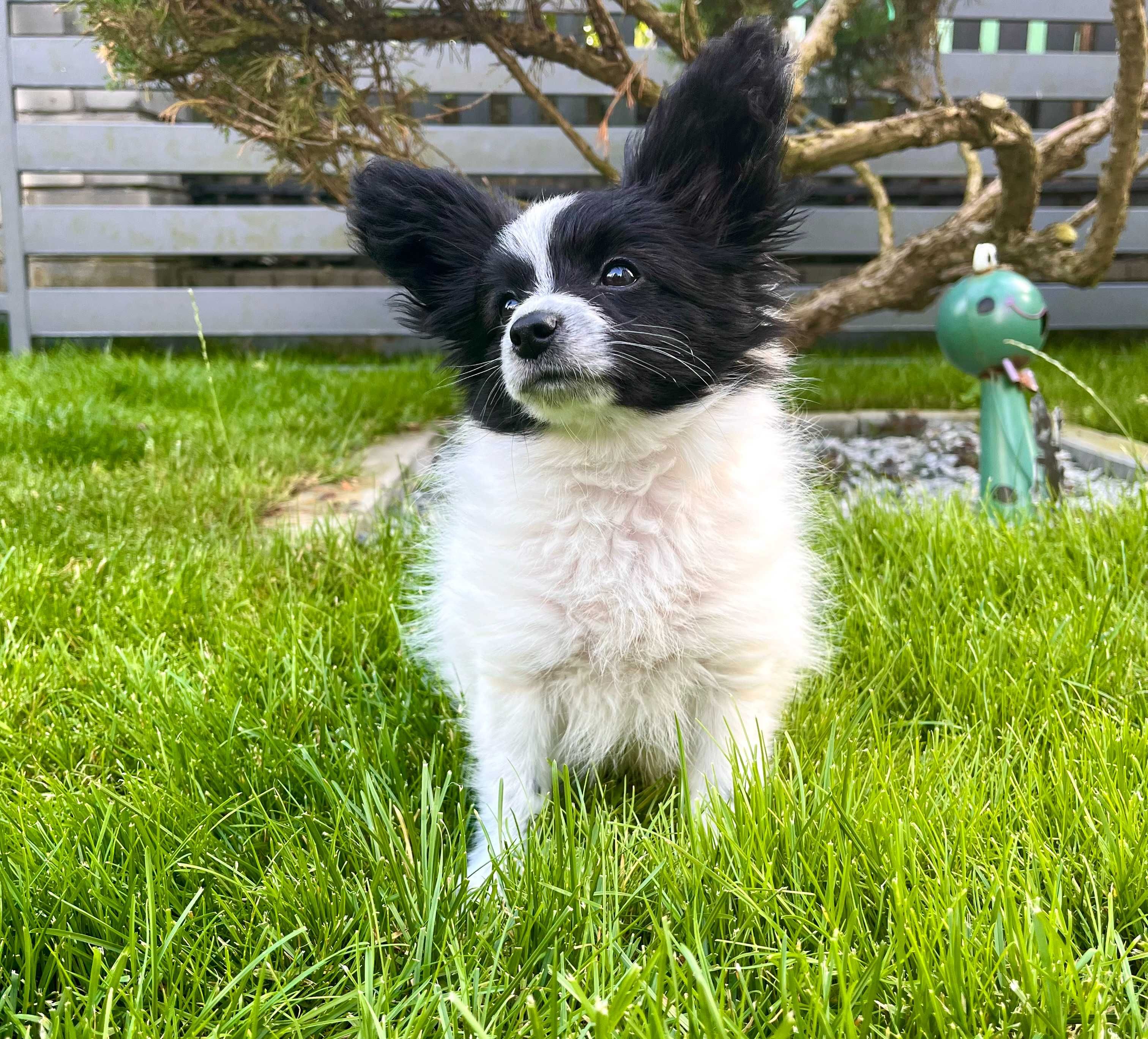 Papillon- cudna sunia