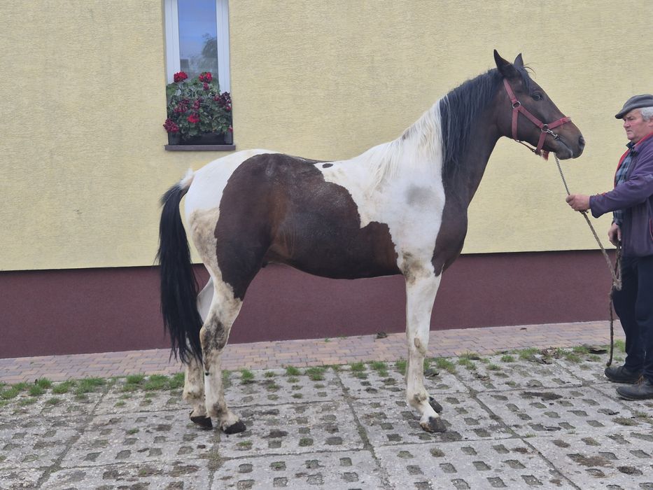 Koń wałach 2,5 roku