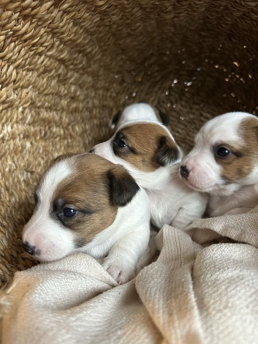 Jack Russel Terier Minuatura rezerwacja