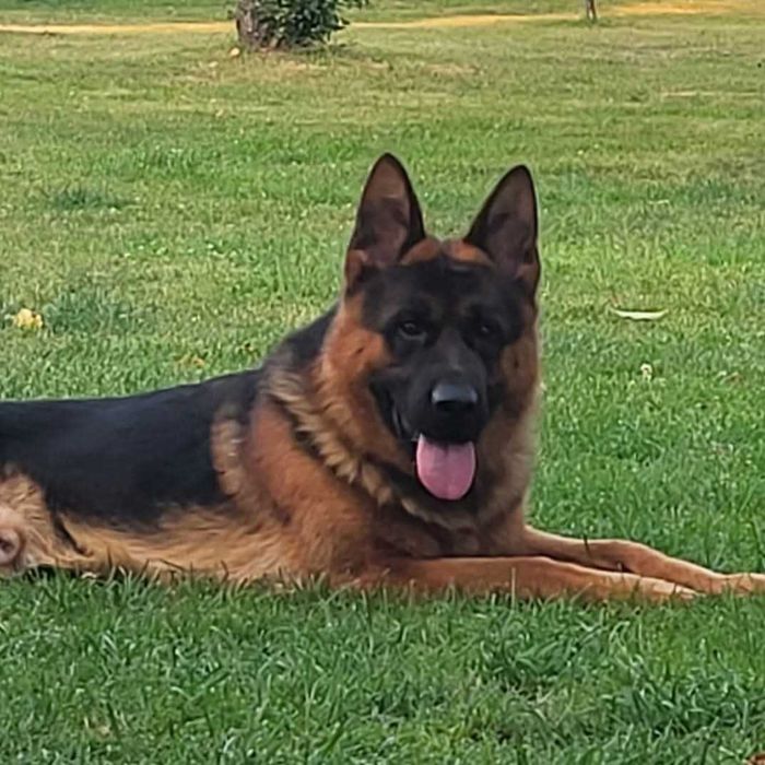 Owczarek Niemiecki Krótkowłosy(suczka 7,5mies) ZKwP