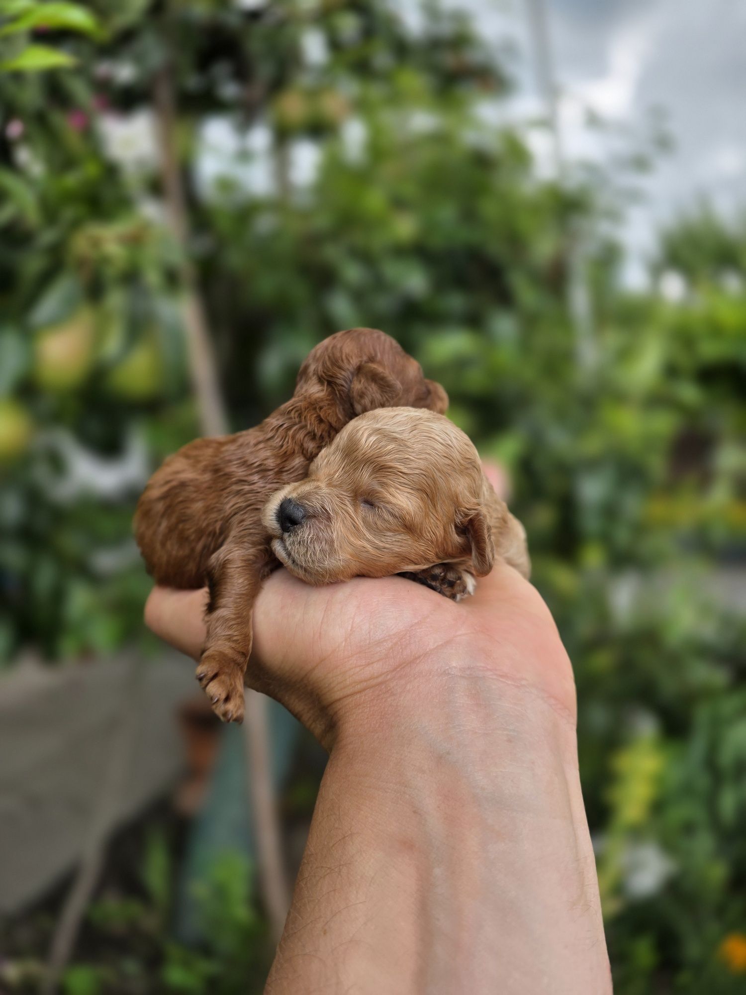 Bichpoo  maltipoo f1b piesek
