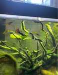 Guppys variados, sortidos e plantas