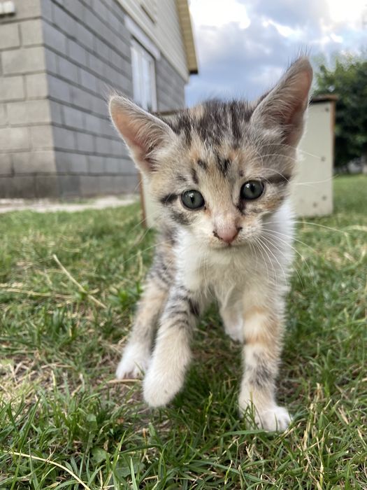 Кошенятка безкоштовно