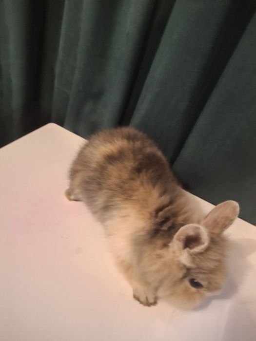 Króliczek królik miniaturka