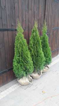 Tuja thuja Szmaragd 150-160cm Kalisz, Ostrów, Kępno