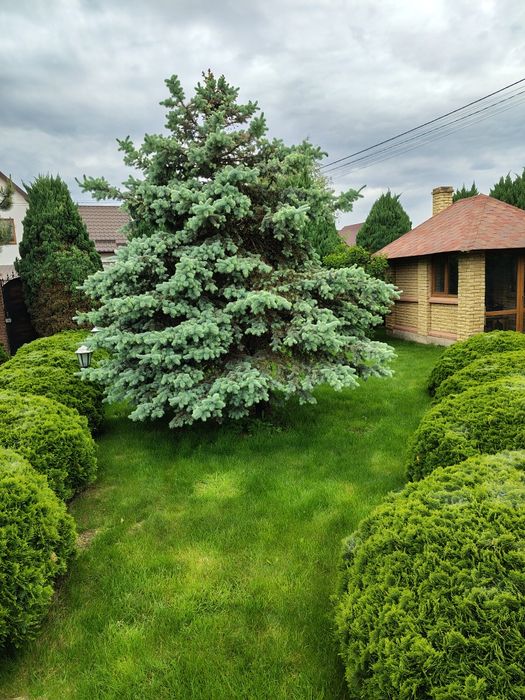 Голуба ялинка ,висота 4 метри