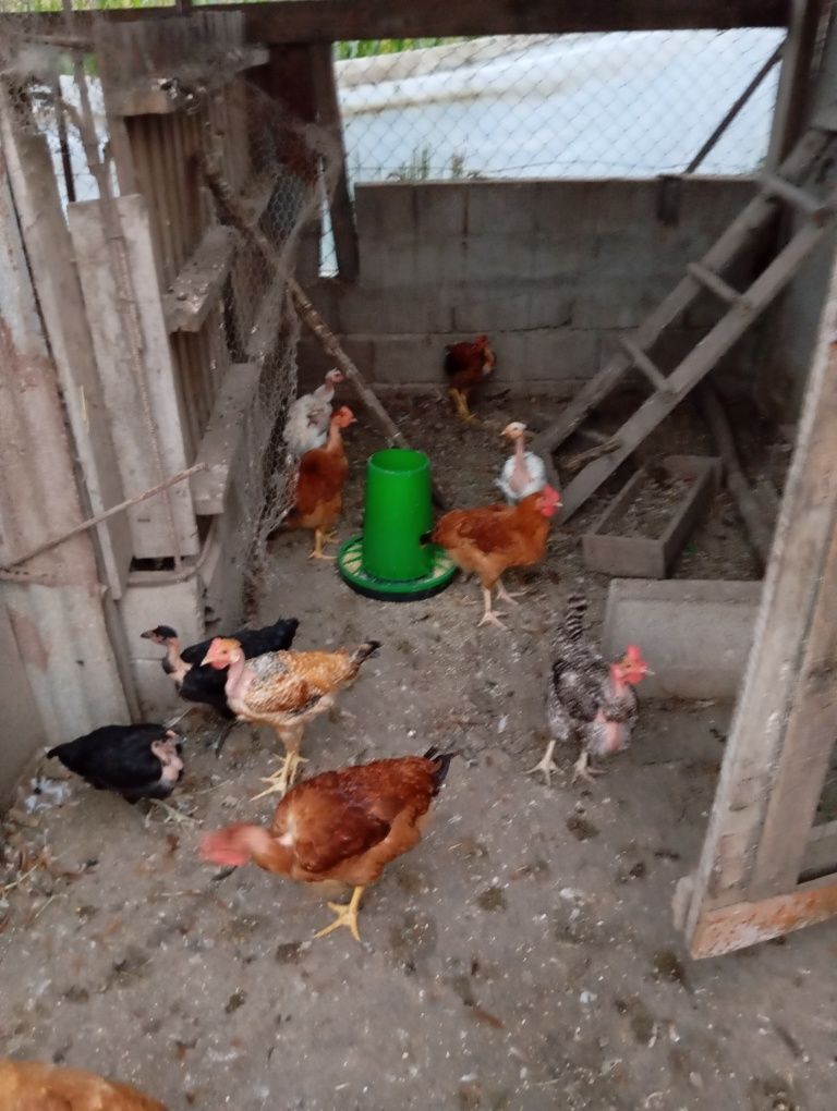 Vendo frangos caseiros