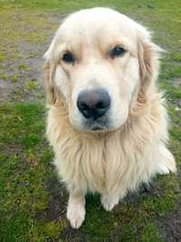 Golden Retriever Pies - Rezerwacja