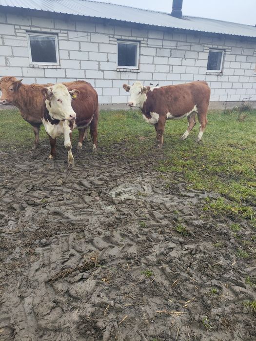 Jałówki cielne, mięsne hereford limousine angus