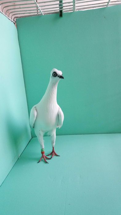 Gołębie ozdobne wiedeński, wiedeńskie lotne