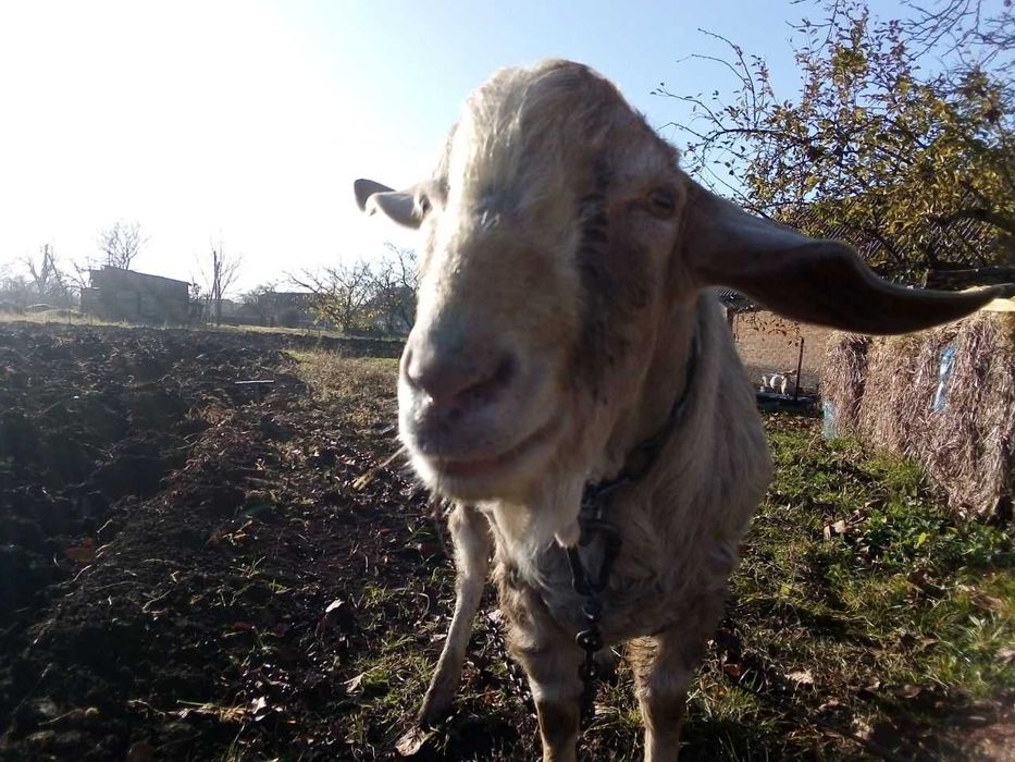 Продам или обменяю козла в связи с заменой крови