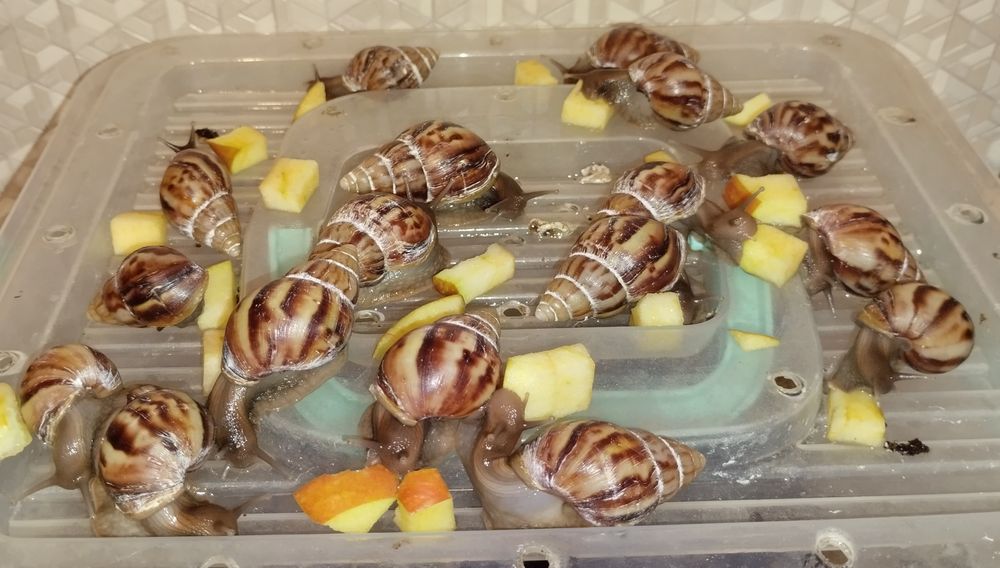 Улитки Ахатины 30 грн Нивки-Виноградарь