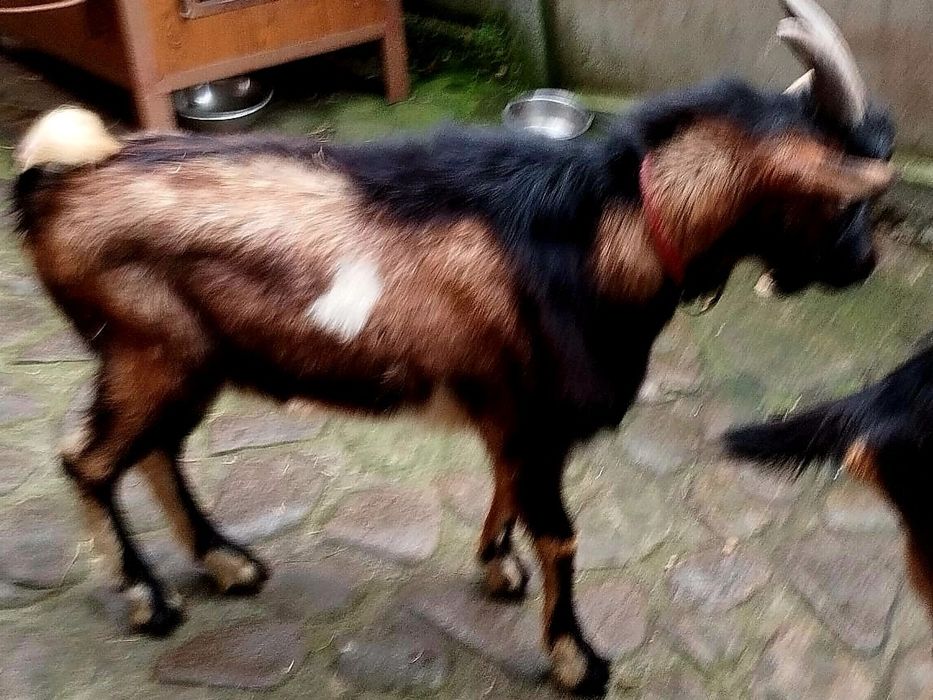 Sprzedam capka .