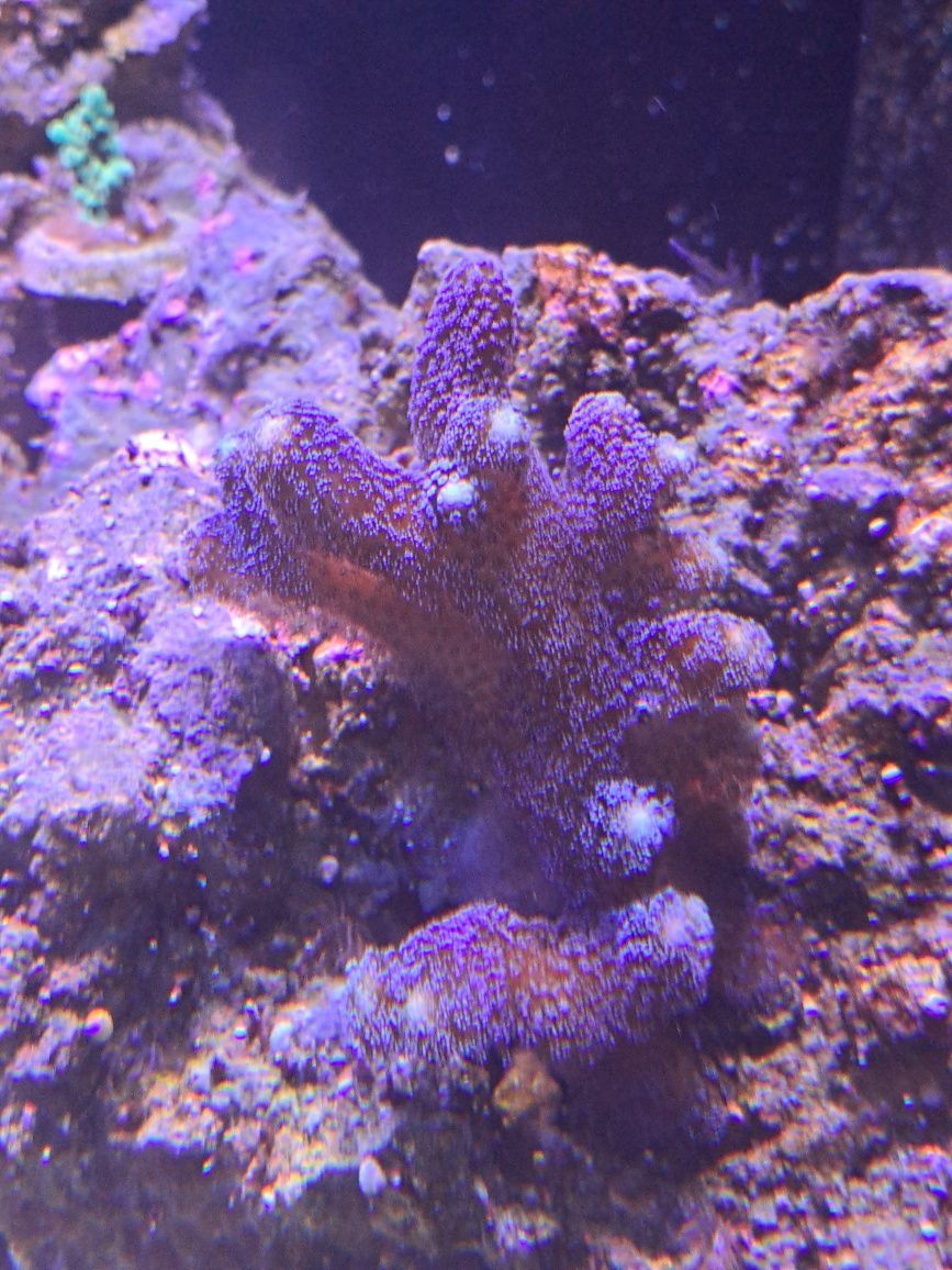 Stylophora milka koralowiec morskie