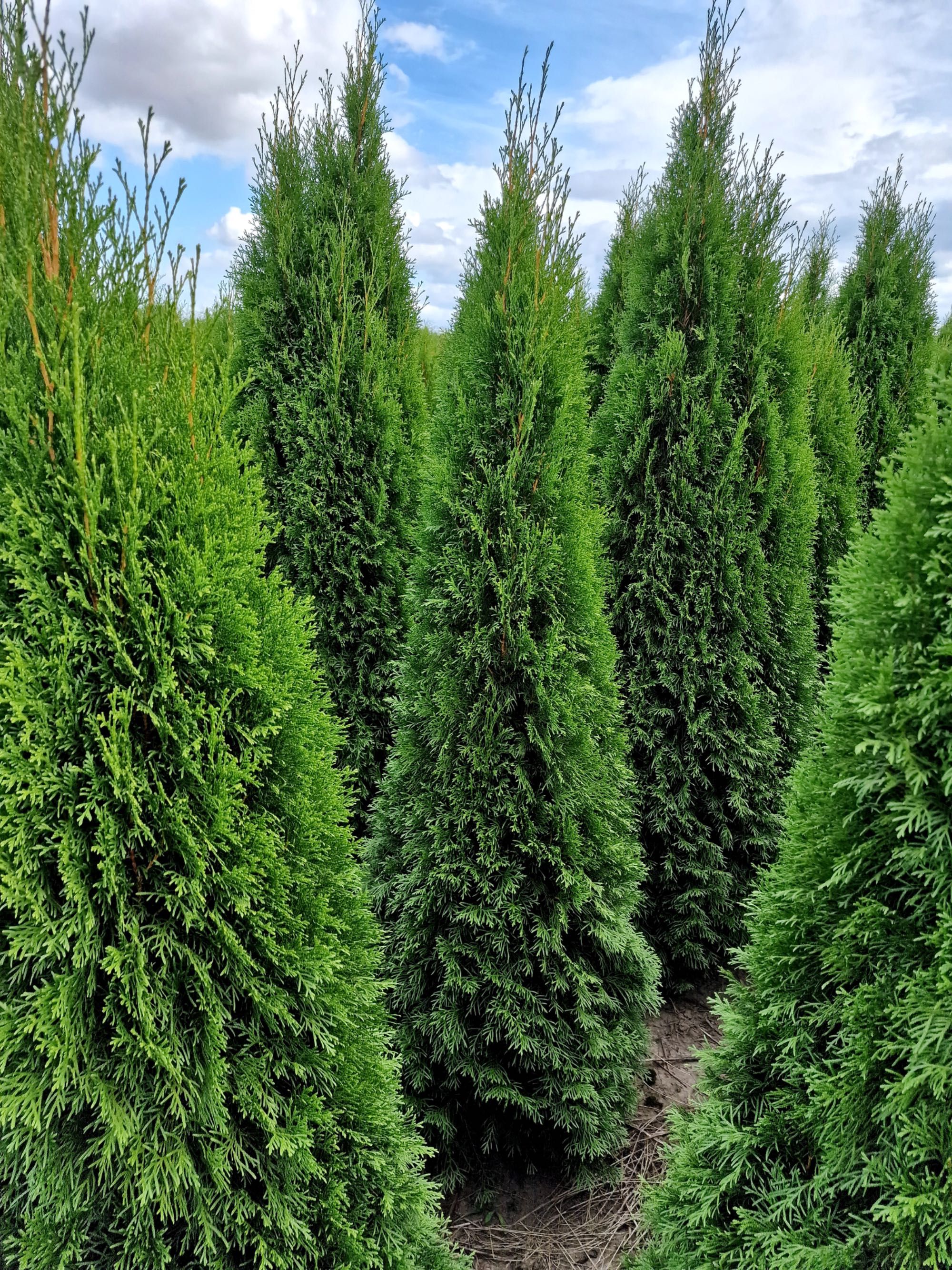Thuja Golden Smaragd Jantar 240-320 cm i inne żywopłot Transport
