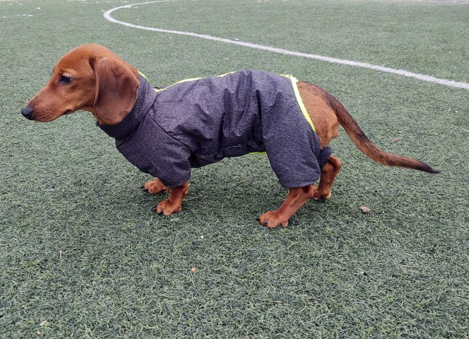 комбінізон для цуценя або невеликого собаки