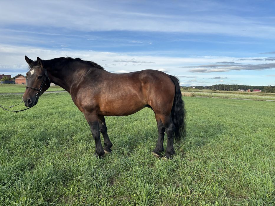 klacz typ pogrubiony